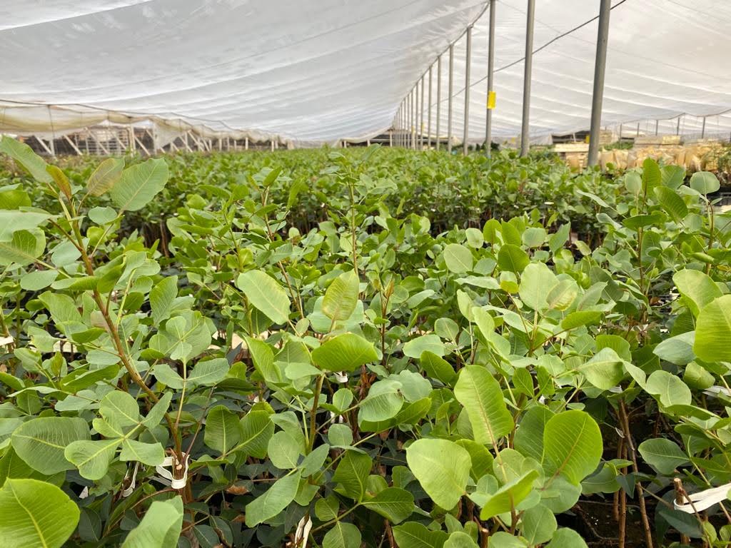 Plantación de pistacho de Grupo IberoPistacho