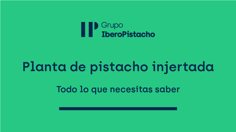 planta de pistacho injertada