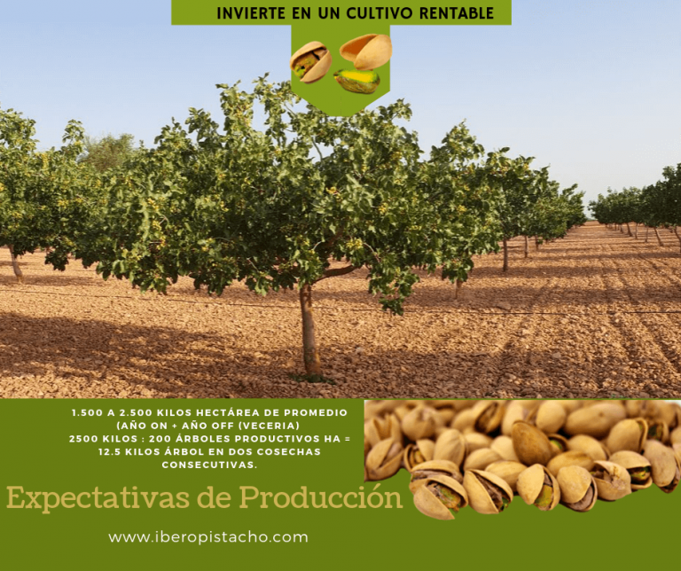 A Cuanto Se Paga El Kilo De Pistacho