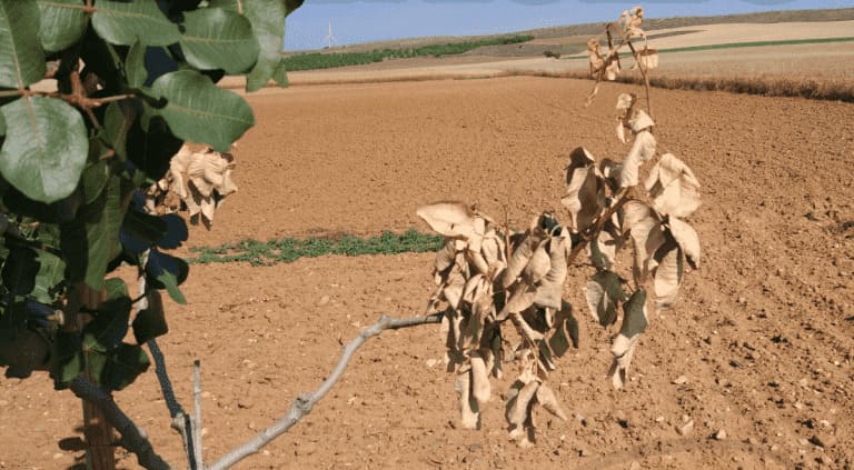 Hojas secas en el pistacho
