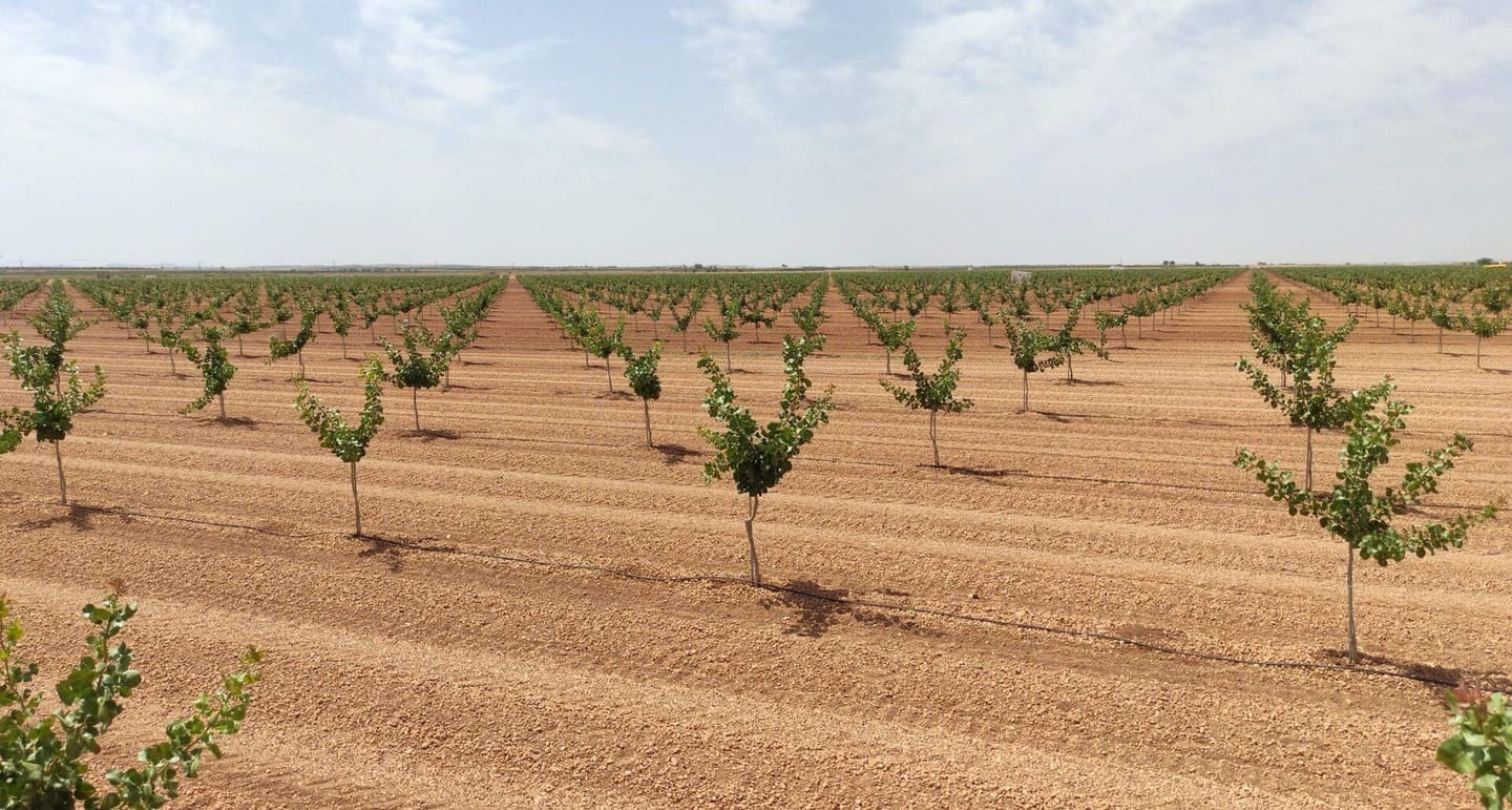 Plantación de pistachos de Grupo IberoPistacho