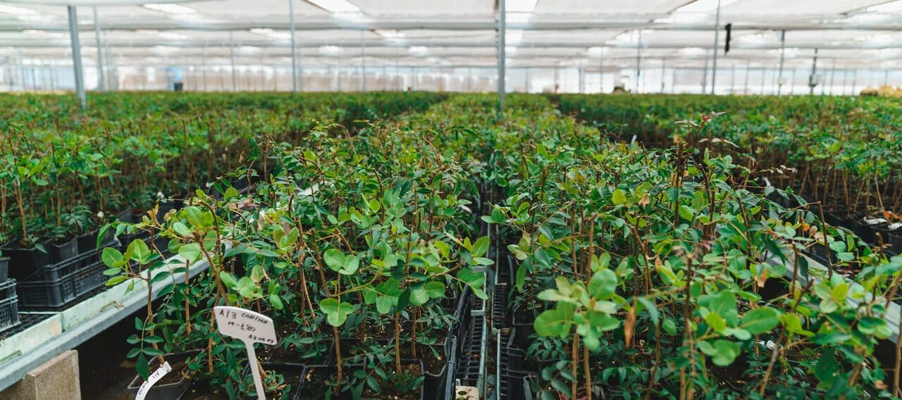Vivero de planta injertada de pistacho - Grupo IberoPistacho